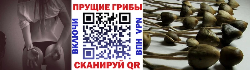 Галлюциногенные грибы Psilocybine cubensis Елизово